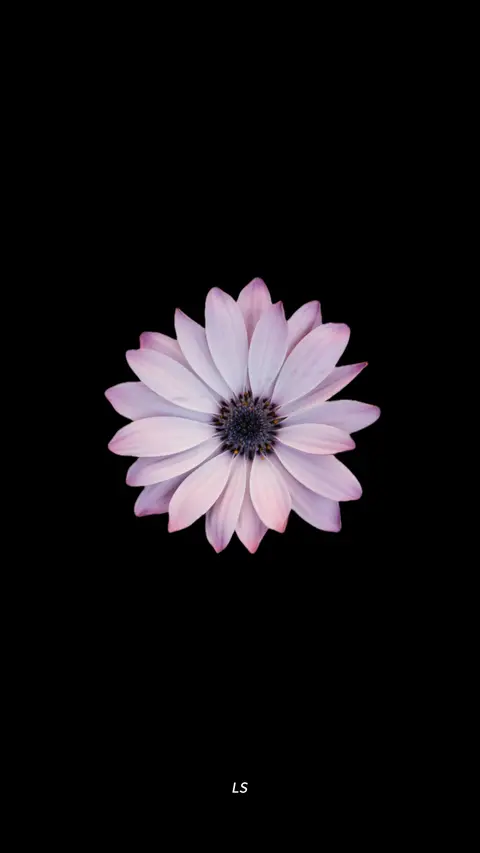 🌸